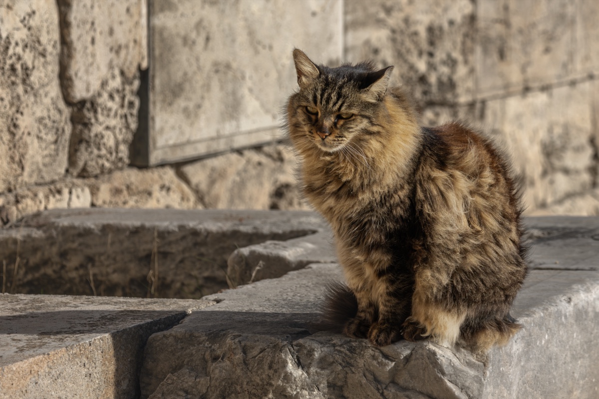 Long Haired Tabby Cat Stone Ruins