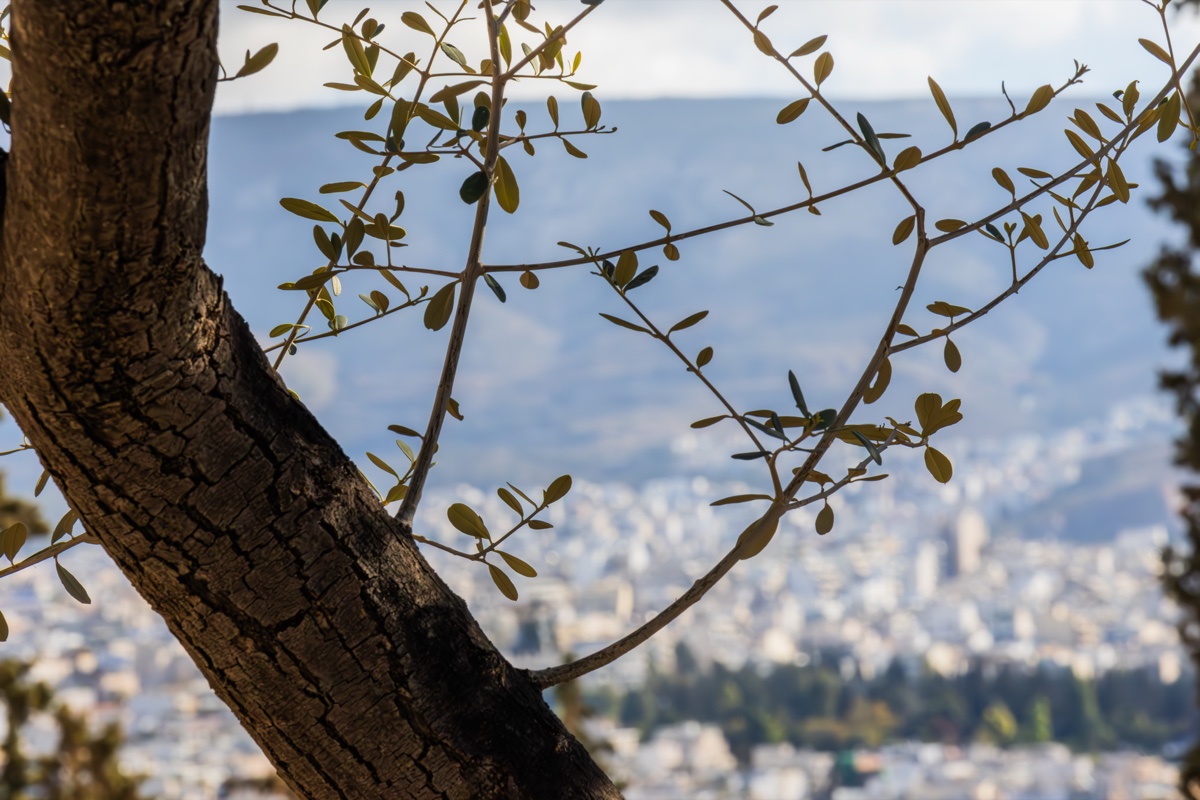 Olive Branch Athens Cityscape View